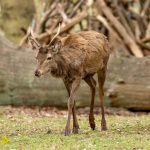Red Deer (Cervus elaphus) @ Richmond Park, London, United Kingdom. Photo: Håvard Rosenlund