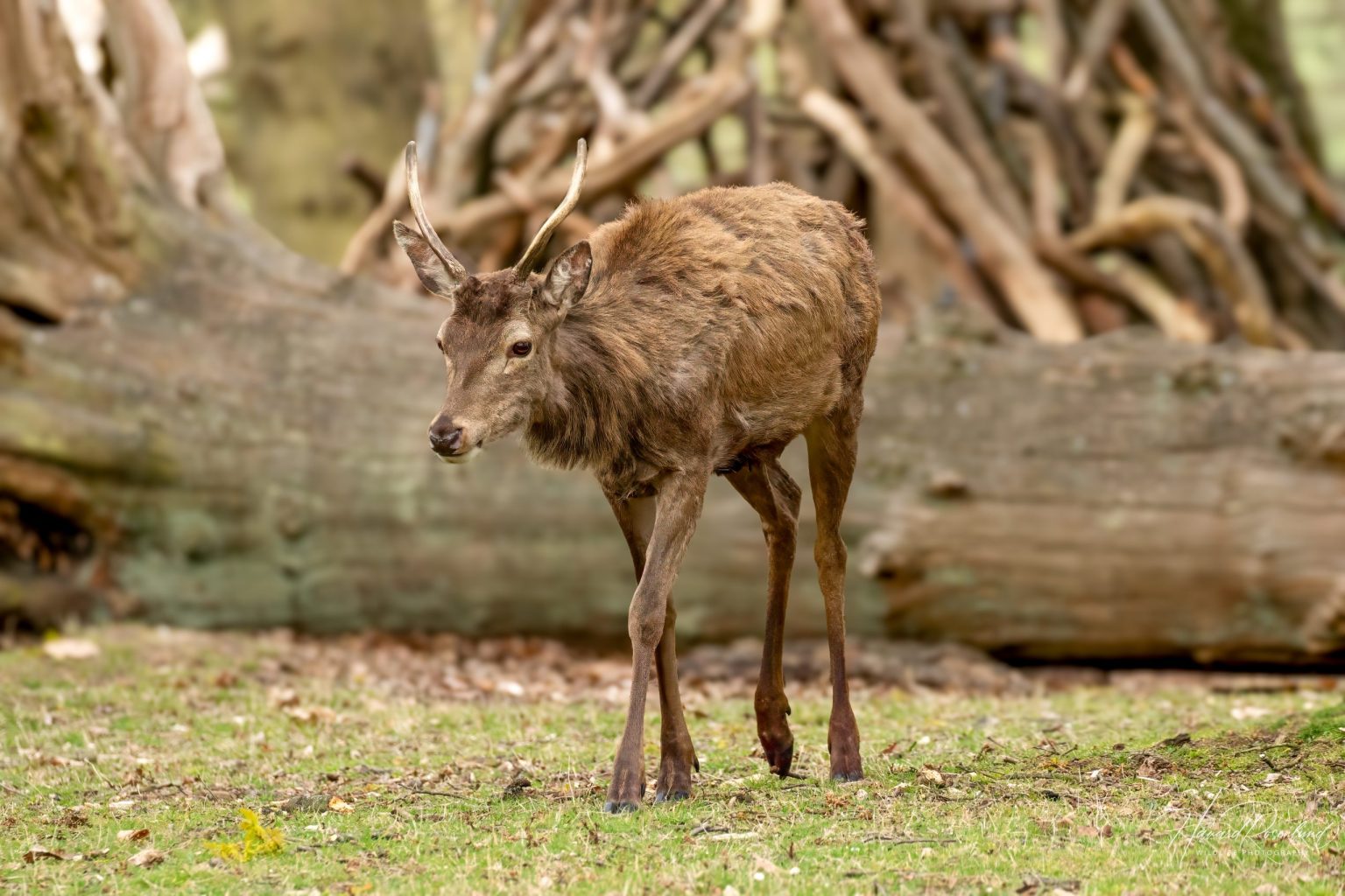 Red Deer (Cervus elaphus) @ Richmond Park, London, United Kingdom. Photo: Håvard Rosenlund