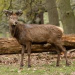 Red Deer (Cervus elaphus) @ Richmond Park, London, United Kingdom. Photo: Håvard Rosenlund