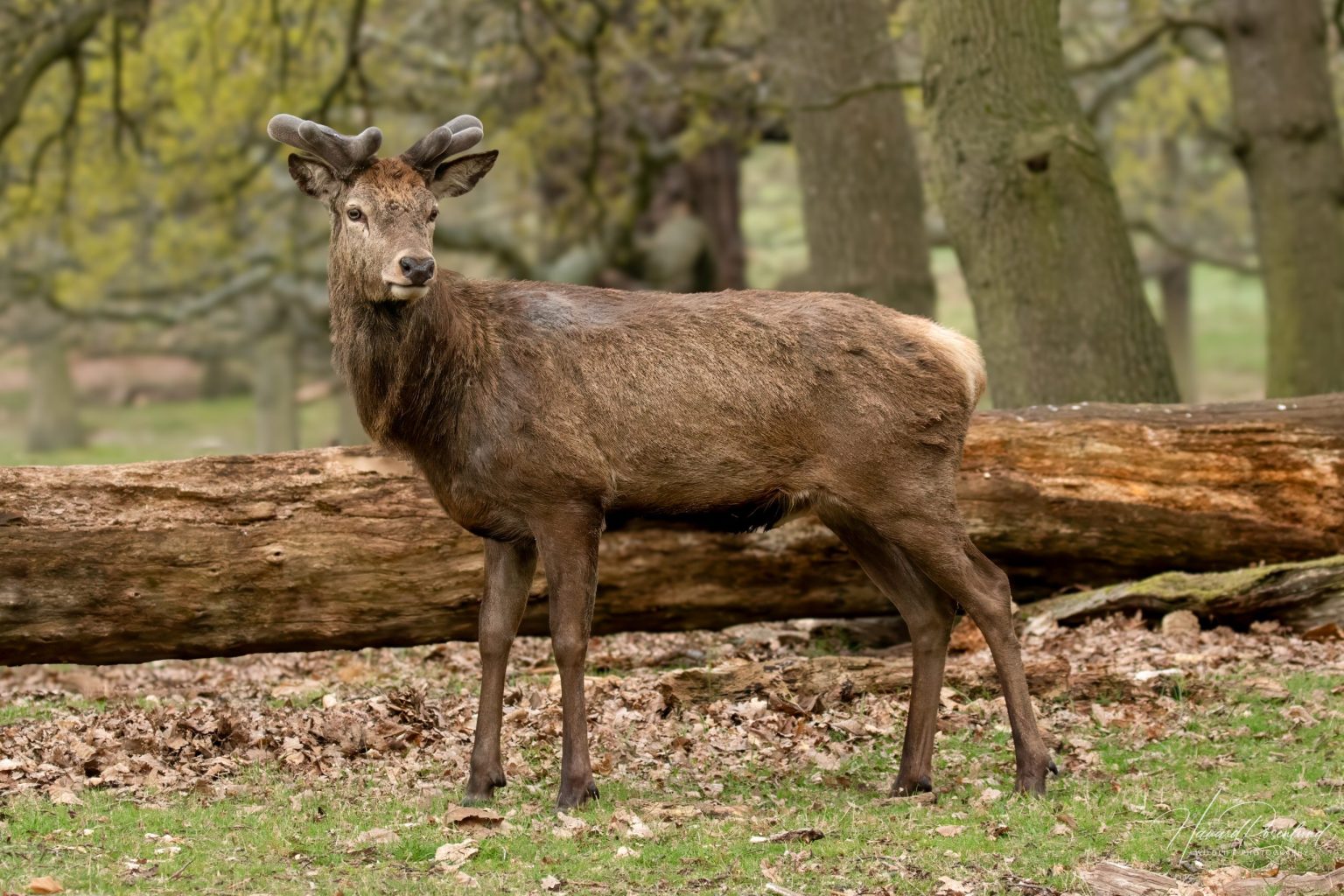 Red Deer (Cervus elaphus) @ Richmond Park, London, United Kingdom. Photo: Håvard Rosenlund