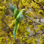 Rose-ringed Parakeet (Psittacula krameri) @ Richmond Park, London, United Kingdom. Photo: Håvard Rosenlund