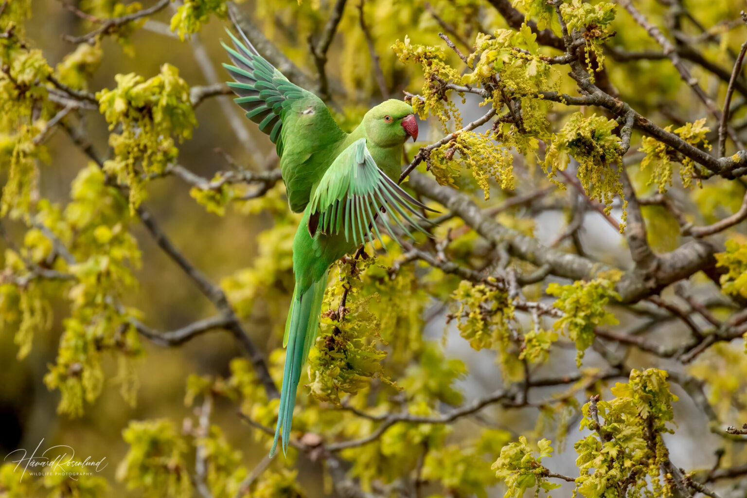 Rose-ringed Parakeet (Psittacula krameri) @ Richmond Park, London, United Kingdom. Photo: Håvard Rosenlund