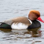 Red-crested Pochard (Netta rufina) - Male @ Richmond Park, London, United Kingdom. Photo: Håvard Rosenlund