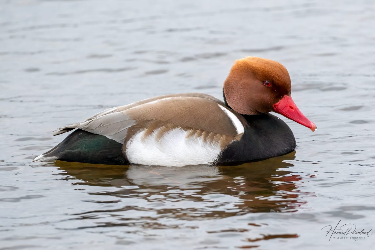 Red-crested Pochard (Netta rufina) - Male @ Richmond Park, London, United Kingdom. Photo: Håvard Rosenlund