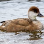 Red-crested Pochard (Netta rufina) - Female @ Richmond Park, London, United Kingdom. Photo: Håvard Rosenlund
