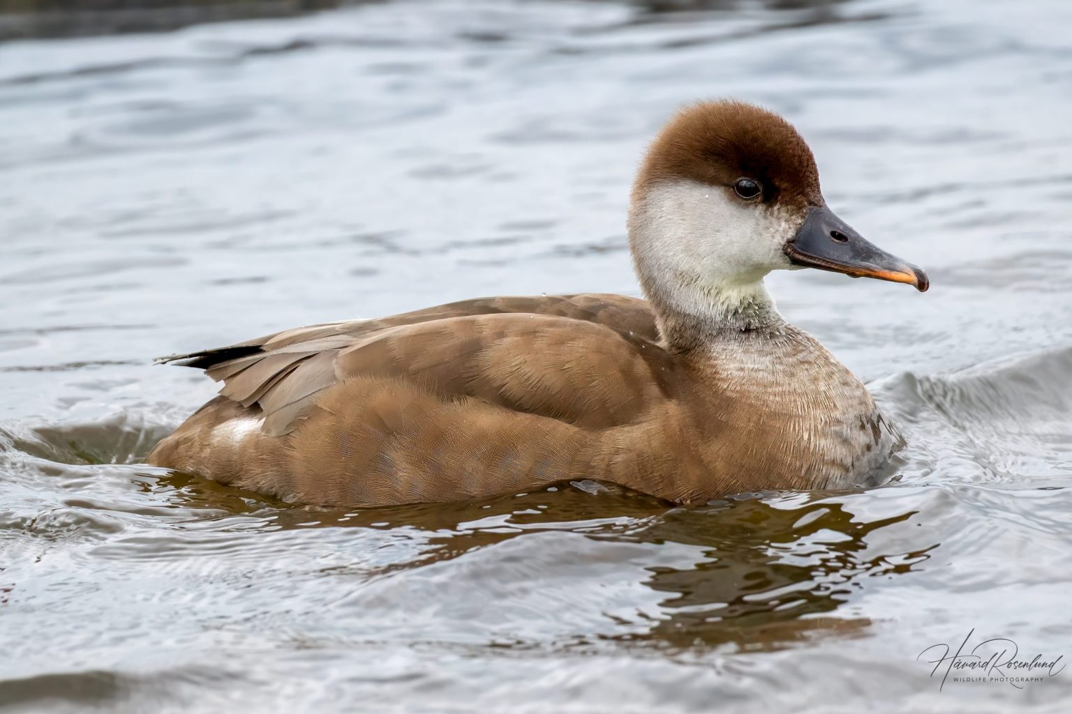 Red-crested Pochard (Netta rufina) - Female @ Richmond Park, London, United Kingdom. Photo: Håvard Rosenlund