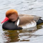 Red-crested Pochard (Netta rufina) - Male @ Richmond Park, London, United Kingdom. Photo: Håvard Rosenlund