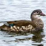 Mandarin Duck (Aix galericulata) - Female @ Richmond Park, London, United Kingdom. Photo: Håvard Rosenlund