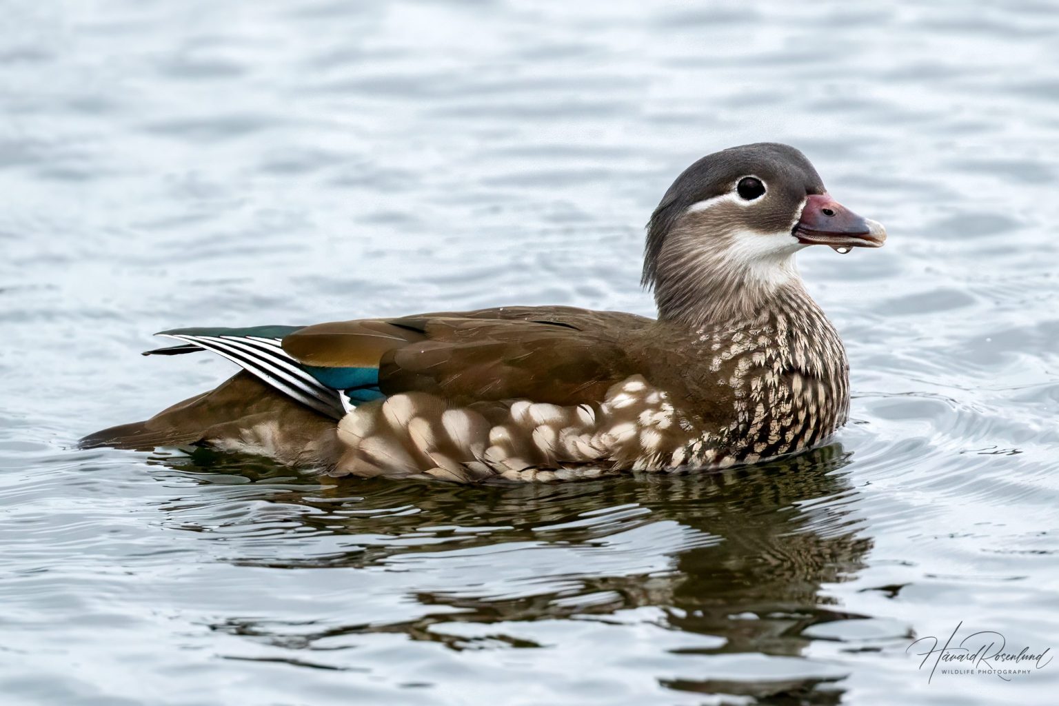 Mandarin Duck (Aix galericulata) - Female @ Richmond Park, London, United Kingdom. Photo: Håvard Rosenlund