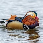 Mandarin Duck (Aix galericulata) - Male @ Richmond Park, London, United Kingdom. Photo: Håvard Rosenlund