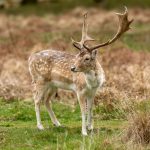 European Fallow Deer (Dama dama) @ Richmond Park, London, United Kingdom. Photo: Håvard Rosenlund