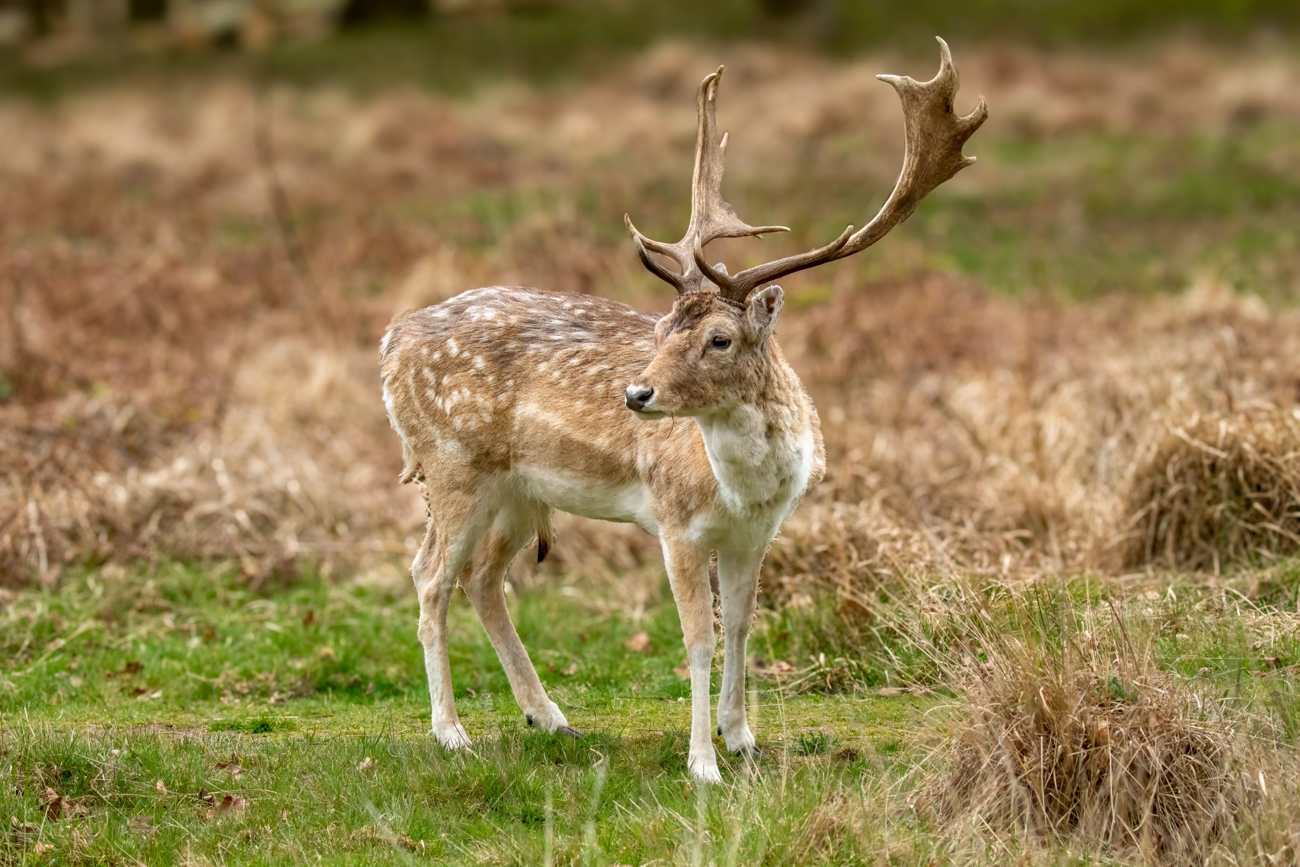 Dåhjort (Dama dama) @ Richmond Park, London, Storbritannia. Foto: Håvard Rosenlund