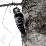 Lesser Spotted Woodpecker (Dryobates minor) - Female @ Nordre Øyeren Nature Reserve, Norway. Photo: Håvard Rosenlund