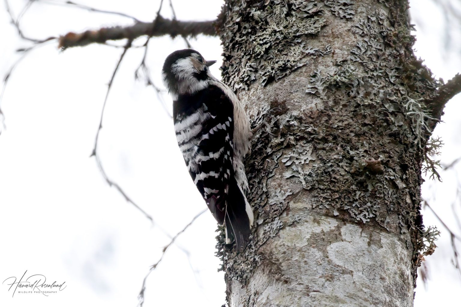 Lesser Spotted Woodpecker (Dryobates minor) - Female @ Nordre Øyeren Nature Reserve, Norway. Photo: Håvard Rosenlund