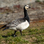 Barnacle Goose (Branta leucopsis) @ Fornebu, Norway. Photo: Håvard Rosenlund