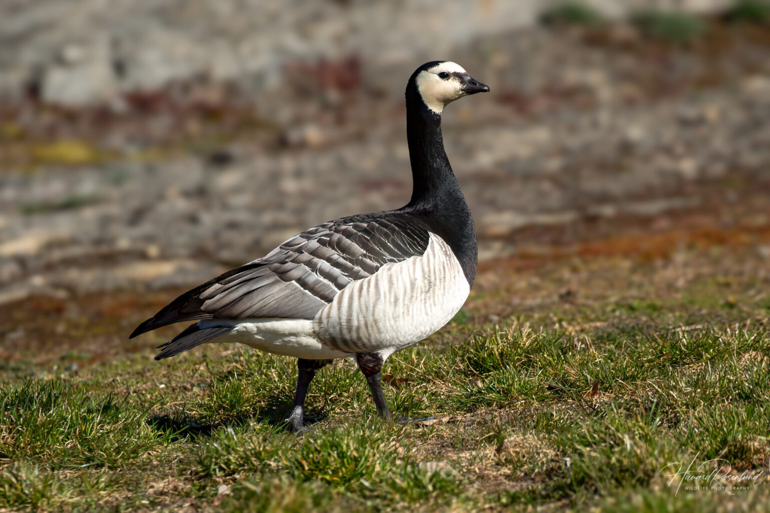 Barnacle Goose (Branta leucopsis) @ Fornebu, Norway. Photo: Håvard Rosenlund