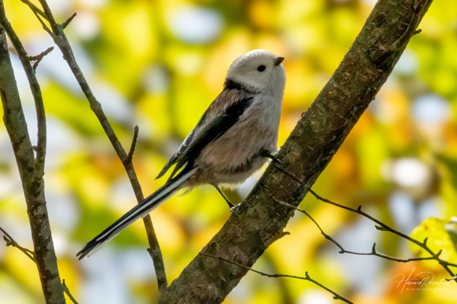 Long-tailed Tit (Aegithalos caudatus) @ Nittedal, Norway. Photo: Håvard Rosenlund