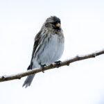 Redpoll (Acanthis flammea) @ Nittedal, Norway. Photo: Håvard Rosenlund