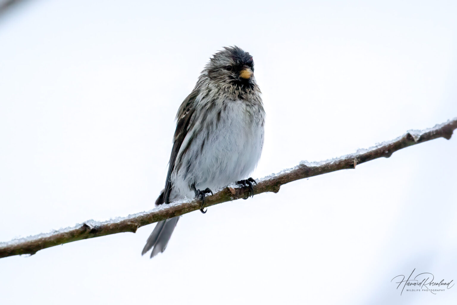 Redpoll (Acanthis flammea) @ Nittedal, Norway. Photo: Håvard Rosenlund
