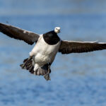 Barnacle Goose (Branta leucopsis) @ Fornebu, Norway. Photo: Håvard Rosenlund
