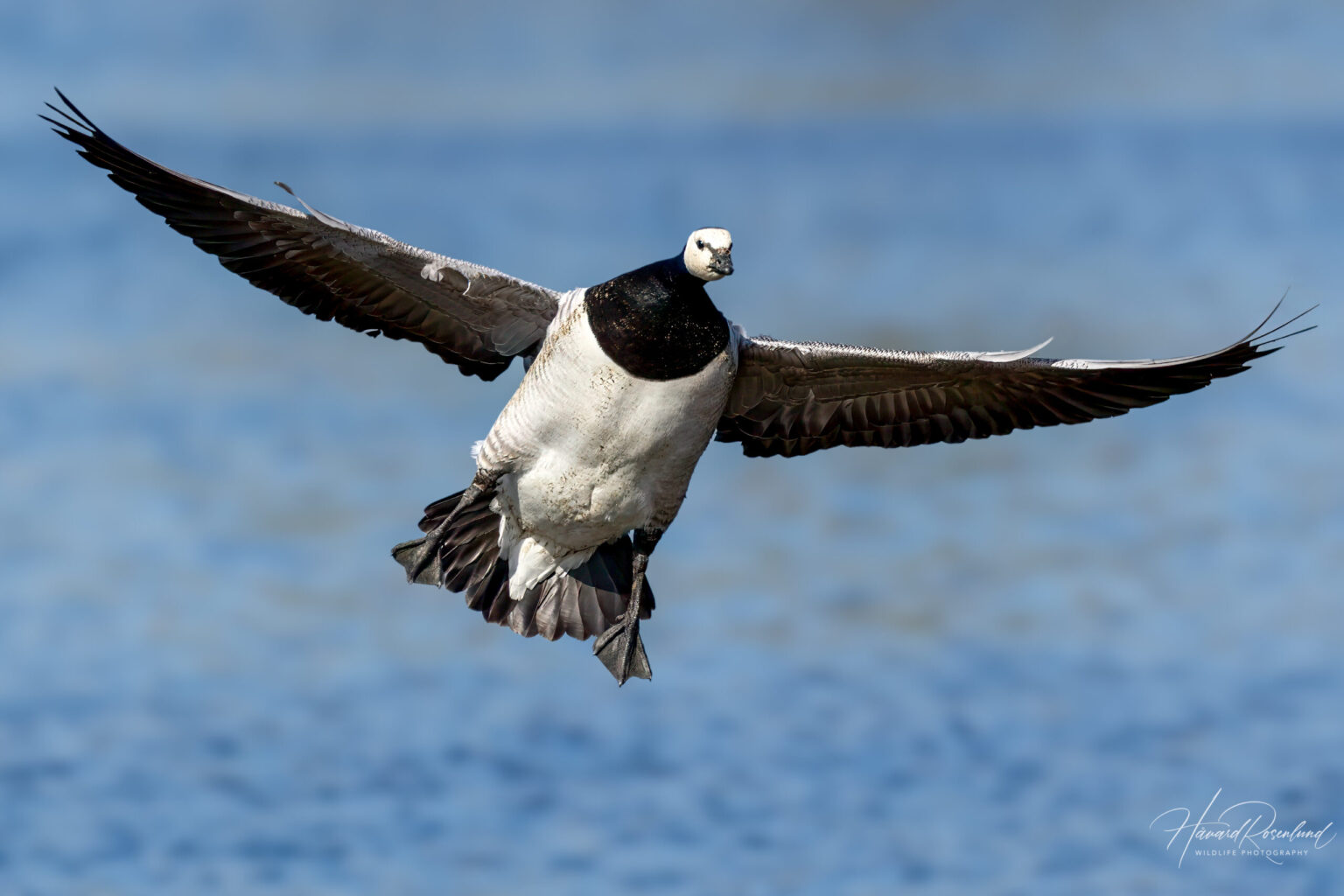 Barnacle Goose (Branta leucopsis) @ Fornebu, Norway. Photo: Håvard Rosenlund