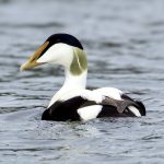Common Eider (Somateria mollissima) - Male @ Fornebu, Norway. Photo: Håvard Rosenlund