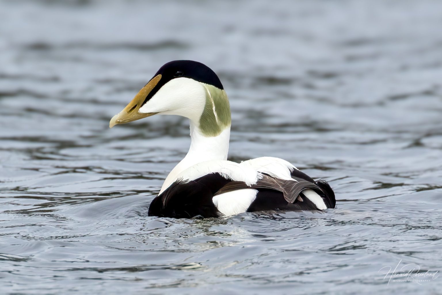 Common Eider (Somateria mollissima) - Male @ Fornebu, Norway. Photo: Håvard Rosenlund