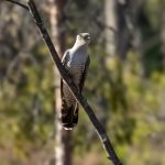 Common Cuckoo (Cuculus canorus) @ Nittedal, Norway. Photo: Håvard Rosenlund