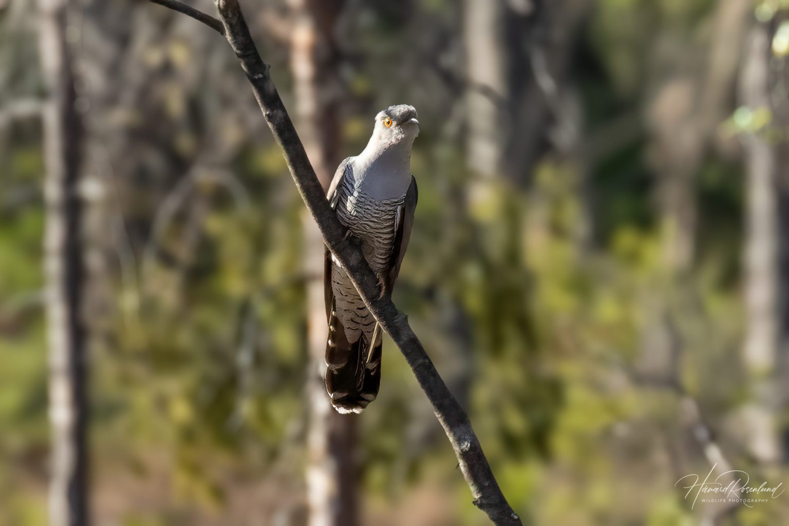 Common Cuckoo (Cuculus canorus) @ Nittedal, Norway. Photo: Håvard Rosenlund