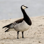 Barnacle Goose (Branta leucopsis) @ Fornebu, Norway. Photo: Håvard Rosenlund
