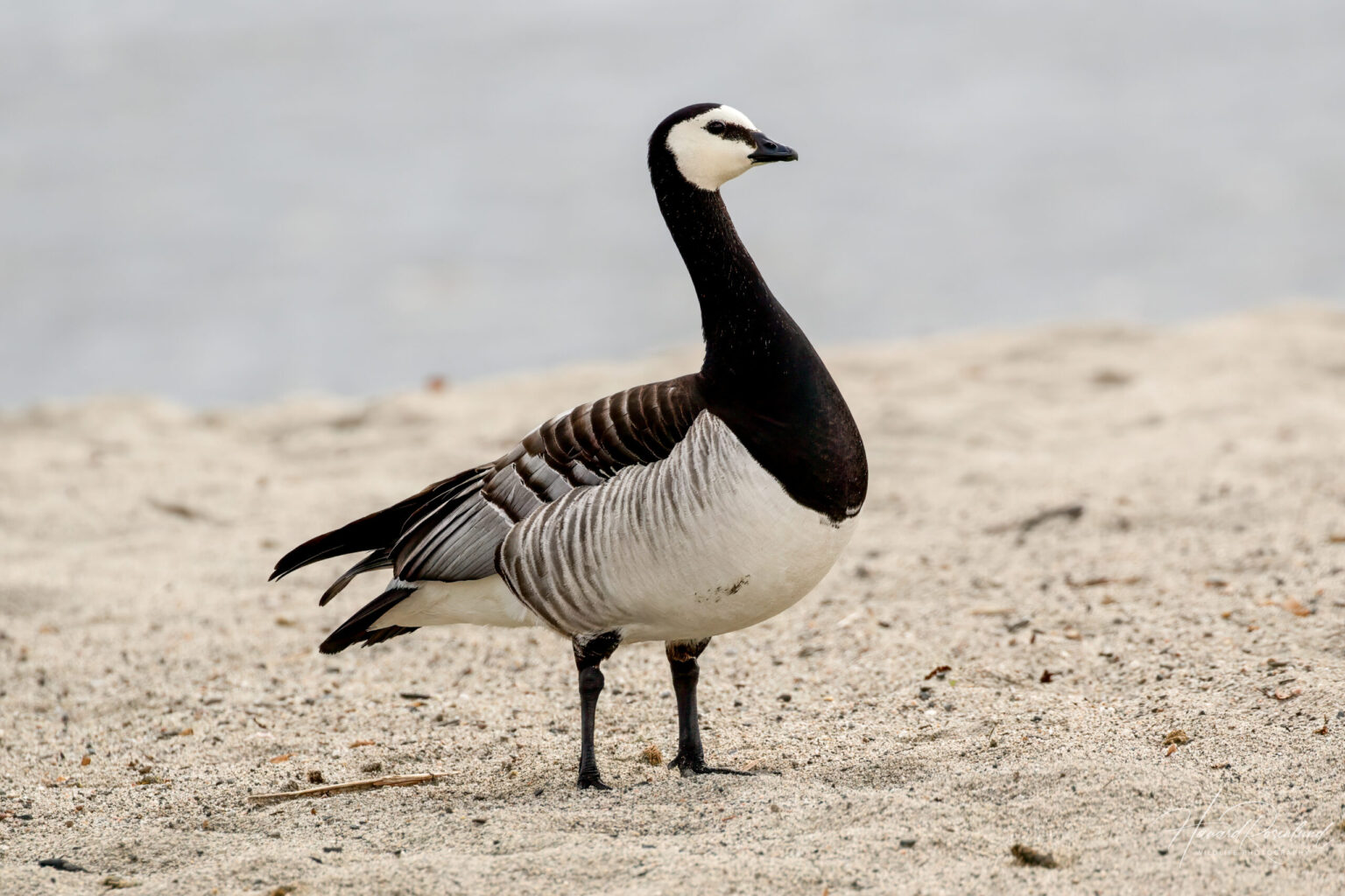 Barnacle Goose (Branta leucopsis) @ Fornebu, Norway. Photo: Håvard Rosenlund