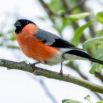 Eurasian Bullfinch (Pyrrhula pyrrhula) - Male @ Nittedal, Norway. Photo: Håvard Rosenlund