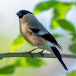 Eurasian Bullfinch (Pyrrhula pyrrhula) - Female @ Nittedal, Norway. Photo: Håvard Rosenlund