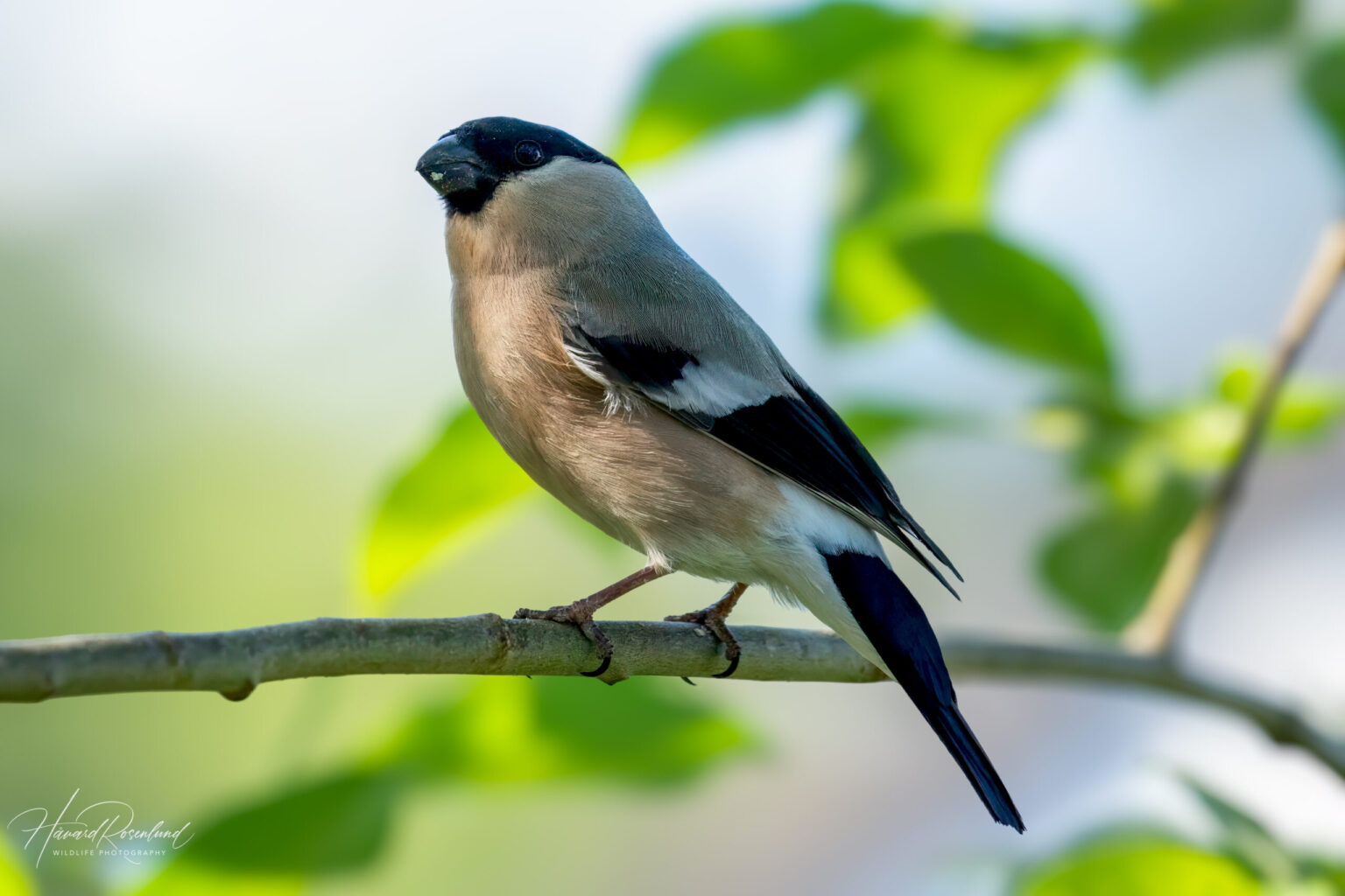 Eurasian Bullfinch (Pyrrhula pyrrhula) - Female @ Nittedal, Norway. Photo: Håvard Rosenlund