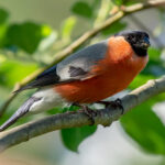 Eurasian Bullfinch (Pyrrhula pyrrhula) - Male @ Nittedal, Norway. Photo: Håvard Rosenlund