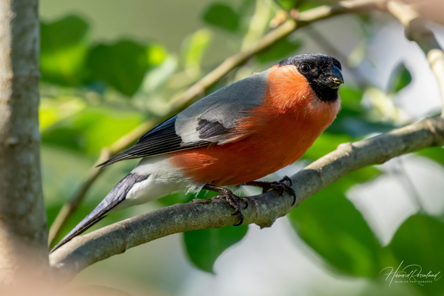 Eurasian Bullfinch (Pyrrhula pyrrhula) - Male @ Nittedal, Norway. Photo: Håvard Rosenlund