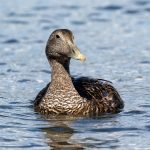 Common Eider (Somateria mollissima) - Female @ Gressholmen, Oslo, Norway. Photo: Håvard Rosenlund