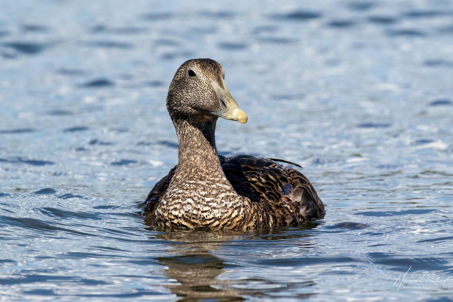 Common Eider (Somateria mollissima) - Female @ Gressholmen, Oslo, Norway. Photo: Håvard Rosenlund