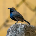 Indian Robin (Copsychus fulicatus) @ Bandhavgarh National Park, India. Photo: Håvard Rosenlund