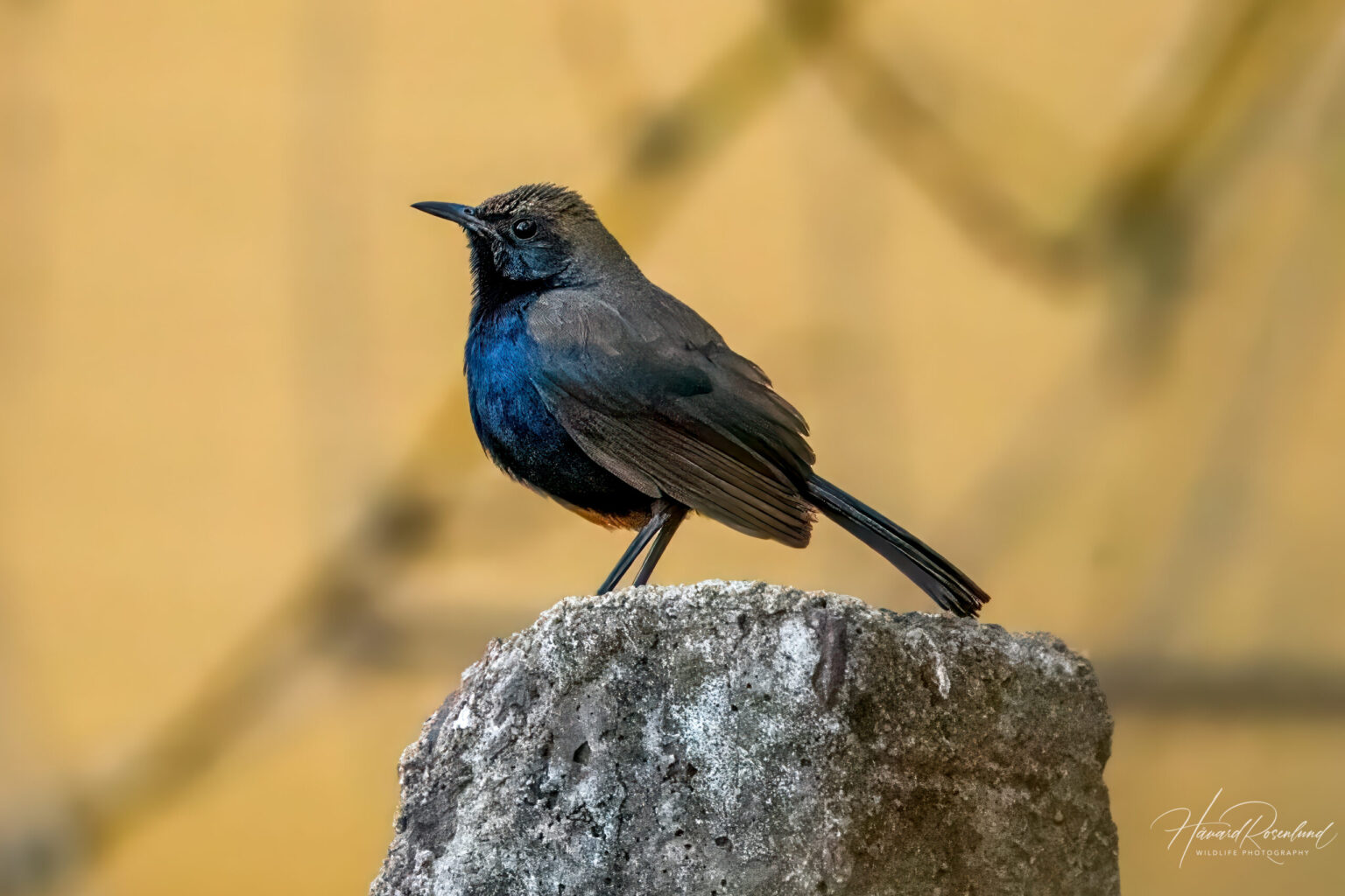 Indian Robin (Copsychus fulicatus) @ Bandhavgarh National Park, India. Photo: Håvard Rosenlund