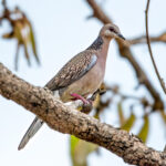 Spotted Dove (Spilopelia chinensis) @ Bandhavgarh National Park, India. Photo: Håvard Rosenlund
