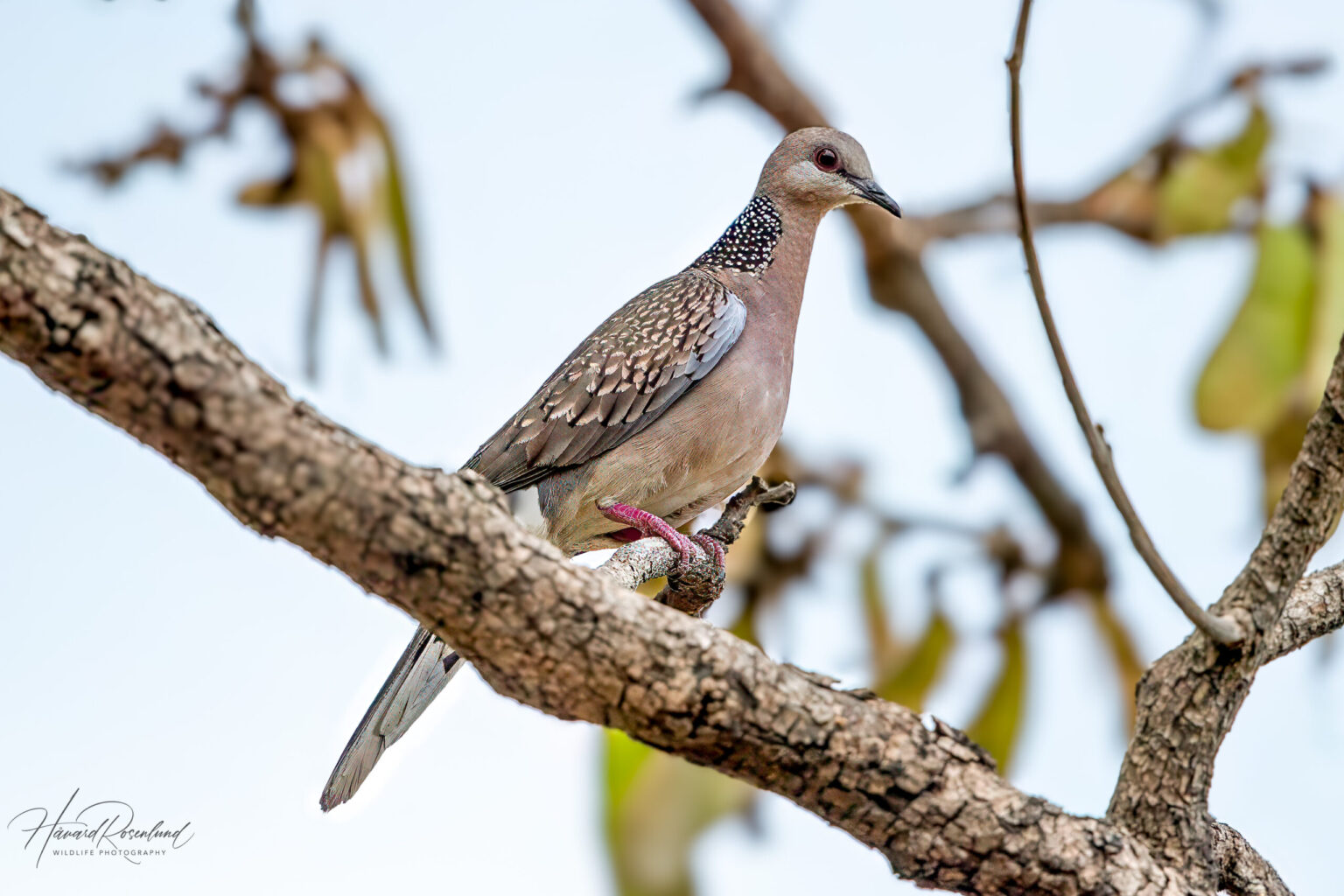 Spotted Dove (Spilopelia chinensis) @ Bandhavgarh National Park, India. Photo: Håvard Rosenlund
