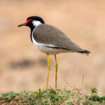 Red-wattled Lapwing (Vanellus indicus) @ Bandhavgarh National Park, India. Photo: Håvard Rosenlund