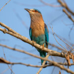Indian Roller (Coracias benghalensis) @ Kanha National Park, India. Photo: Håvard Rosenlund