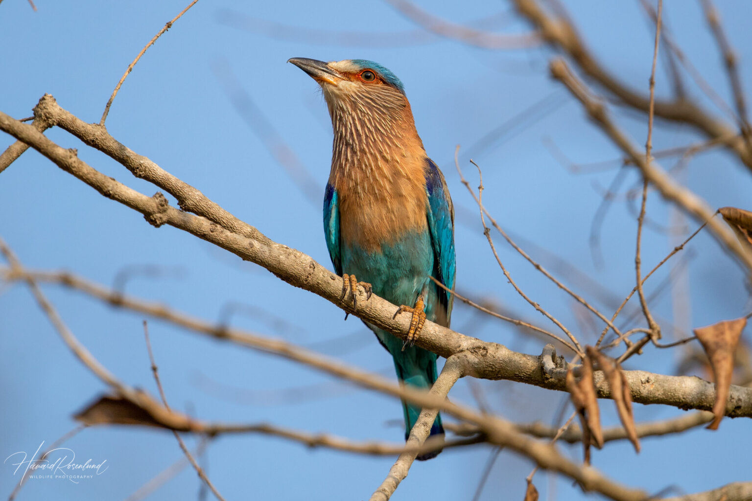 Indian Roller (Coracias benghalensis) @ Kanha National Park, India. Photo: Håvard Rosenlund