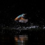 Common Kingfisher (Alcedo atthis) @ Sandvika, Norway. Photo: Håvard Rosenlund