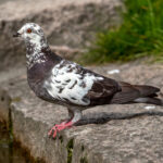 Feral Pigeon (Columba livia domestica) @ Botanical Garden, Oslo, Norway. Photo: Håvard Rosenlund