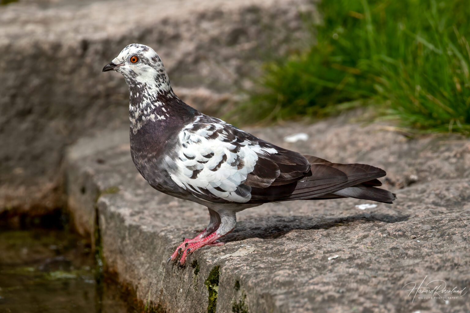 Feral Pigeon (Columba livia domestica) @ Botanical Garden, Oslo, Norway. Photo: Håvard Rosenlund
