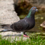 Feral Pigeon (Columba livia domestica) @ Botanical Garden, Oslo, Norway. Photo: Håvard Rosenlund