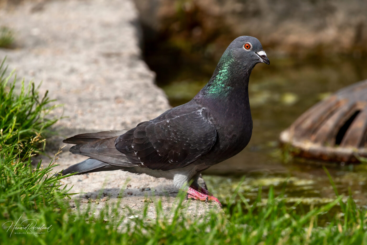 Feral Pigeon (Columba livia domestica) @ Botanical Garden, Oslo, Norway. Photo: Håvard Rosenlund